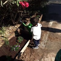 שותלים פרחים וצמחי תבלין - פעילות בעקבות הספר 