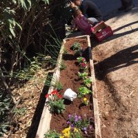 גינת פרחים ששתלו ילדי מעון גן ילדים בירושלים- פעילות בעקבות הספר 